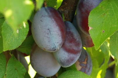 Fotografia da espécie Prunus insititia