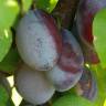 Fotografia 13 da espécie Prunus insititia do Jardim Botânico UTAD