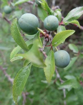 Fotografia 14 da espécie Prunus insititia no Jardim Botânico UTAD