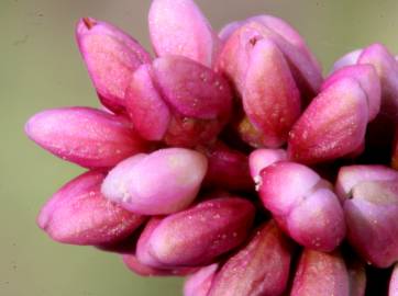 Fotografia da espécie Persicaria maculosa