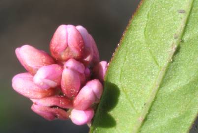 Fotografia da espécie Persicaria maculosa