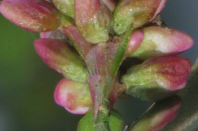 Fotografia da espécie Persicaria maculosa