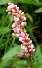 Fotografia da espécie Persicaria maculosa