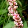 Fotografia 5 da espécie Persicaria maculosa do Jardim Botânico UTAD