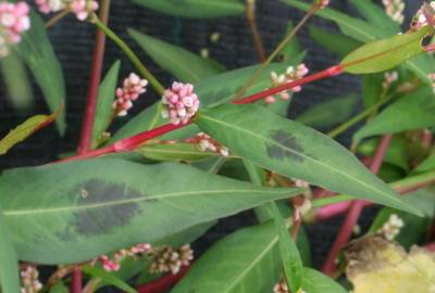 Fotografia da espécie Persicaria maculosa