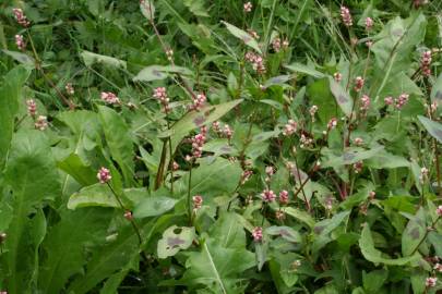 Fotografia da espécie Persicaria maculosa