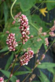Fotografia da espécie Persicaria maculosa