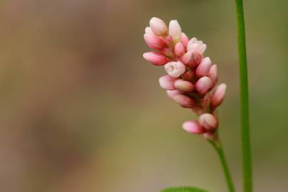Fotografia da espécie Persicaria maculosa