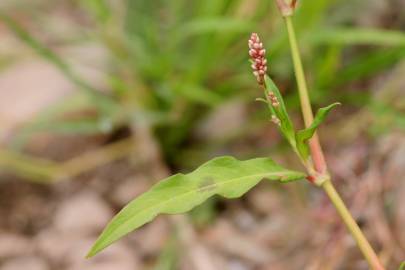 Fotografia da espécie Persicaria maculosa