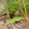 Fotografia 11 da espécie Persicaria maculosa do Jardim Botânico UTAD