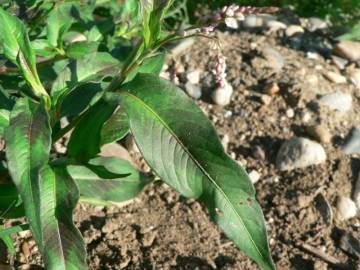 Fotografia da espécie Persicaria maculosa