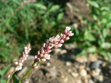 Fotografia da espécie Persicaria maculosa