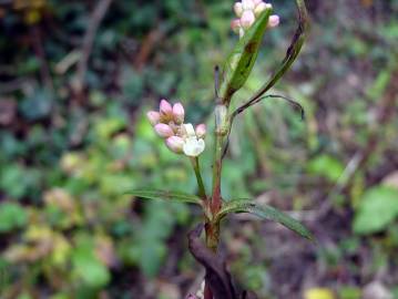 Fotografia da espécie Persicaria maculosa