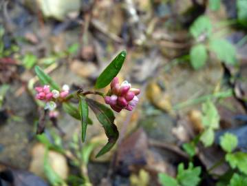 Fotografia da espécie Persicaria maculosa