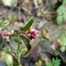 Fotografia 18 da espécie Persicaria maculosa do Jardim Botânico UTAD