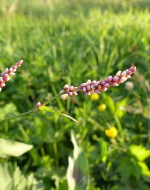 Fotografia 19 da espécie Persicaria maculosa no Jardim Botânico UTAD