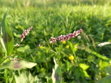 Fotografia da espécie Persicaria maculosa