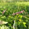 Fotografia 19 da espécie Persicaria maculosa do Jardim Botânico UTAD