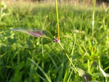 Fotografia da espécie Persicaria maculosa