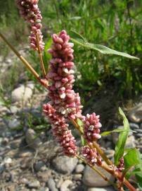 Fotografia da espécie Persicaria maculosa
