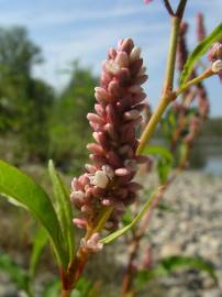 Fotografia da espécie Persicaria maculosa