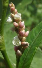 Fotografia da espécie Persicaria maculosa