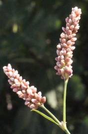 Fotografia da espécie Persicaria maculosa