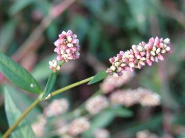 Fotografia da espécie Persicaria maculosa