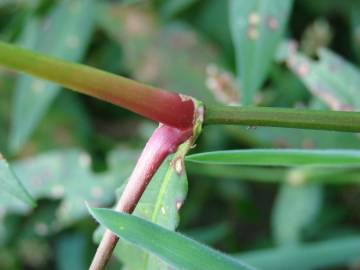 Fotografia da espécie Persicaria maculosa