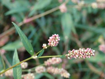 Fotografia da espécie Persicaria maculosa