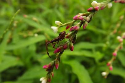 Fotografia da espécie Persicaria maculosa