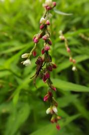 Fotografia da espécie Persicaria maculosa