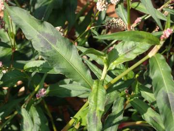 Fotografia da espécie Persicaria maculosa