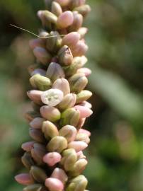 Fotografia da espécie Persicaria maculosa