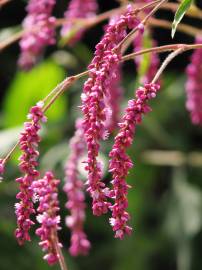 Fotografia da espécie Persicaria orientalis