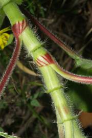 Fotografia da espécie Persicaria orientalis