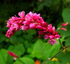 Fotografia da espécie Persicaria orientalis