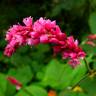 Fotografia 6 da espécie Persicaria orientalis do Jardim Botânico UTAD