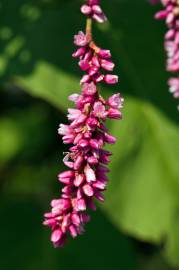 Fotografia da espécie Persicaria orientalis