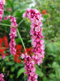 Fotografia da espécie Persicaria orientalis