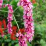 Fotografia 9 da espécie Persicaria orientalis do Jardim Botânico UTAD