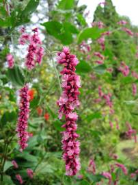 Fotografia da espécie Persicaria orientalis