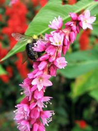 Fotografia da espécie Persicaria orientalis