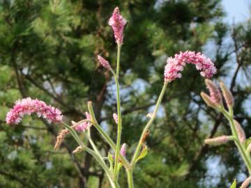 Fotografia da espécie Persicaria orientalis