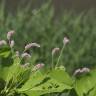 Fotografia 13 da espécie Persicaria orientalis do Jardim Botânico UTAD