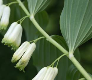 Fotografia da espécie Polygonatum odoratum