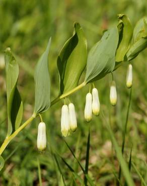 Fotografia 7 da espécie Polygonatum odoratum no Jardim Botânico UTAD