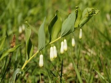 Fotografia da espécie Polygonatum odoratum