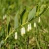 Fotografia 7 da espécie Polygonatum odoratum do Jardim Botânico UTAD