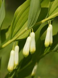 Fotografia da espécie Polygonatum odoratum